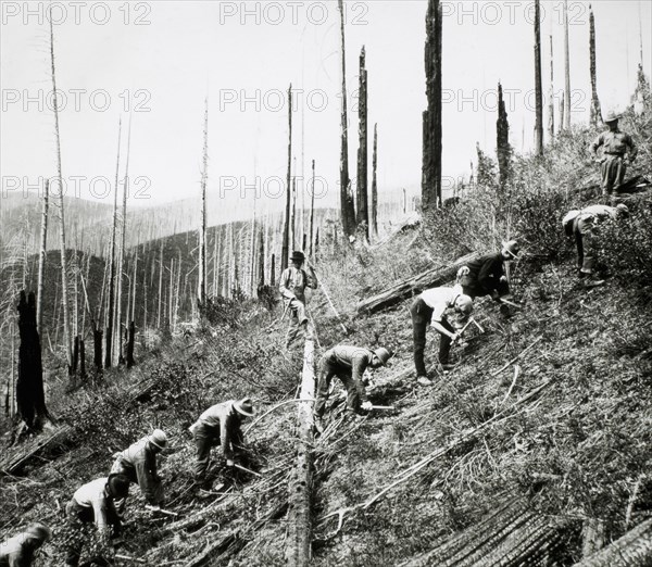 Civilian Conservation Corps Workers Setting Out Seedlings, St. Joe National Forest, Idaho, USA, circa 1934