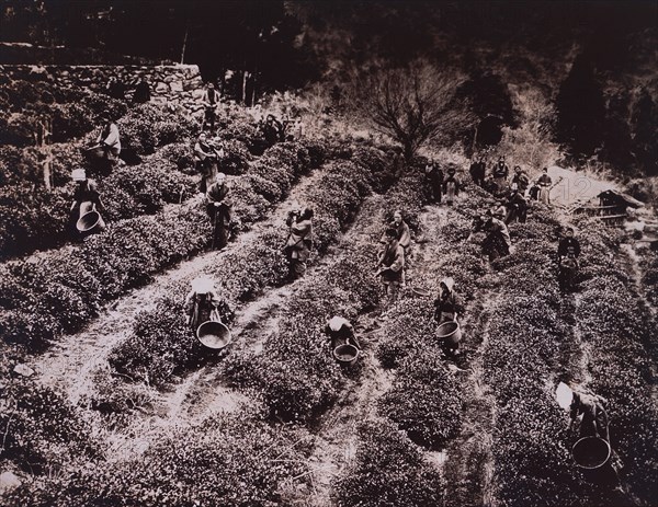 Workers Picking Tea Leaves, Japan, 1910