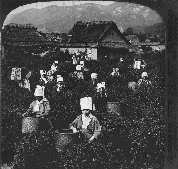 Workers Picking Tea Leaves, Uji, Japan, Single Image of Stereo Card, 1904