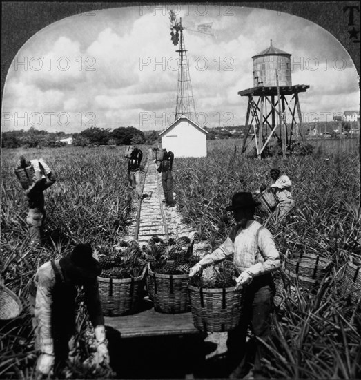 Workers Harvesting Pineapples, Florida, Single Image of Stereo Card, circa 1900