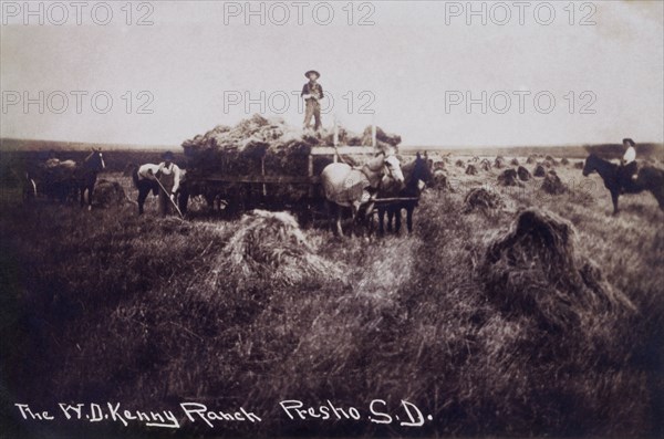 Workers Harvesting Wheat, Presho, South Dakota, USA, circa 1907