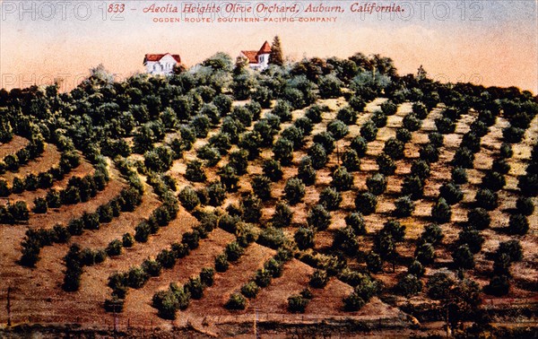 Olive Orchard, Auburn, California, USA, Hand-Colored Photograph, circa 1911
