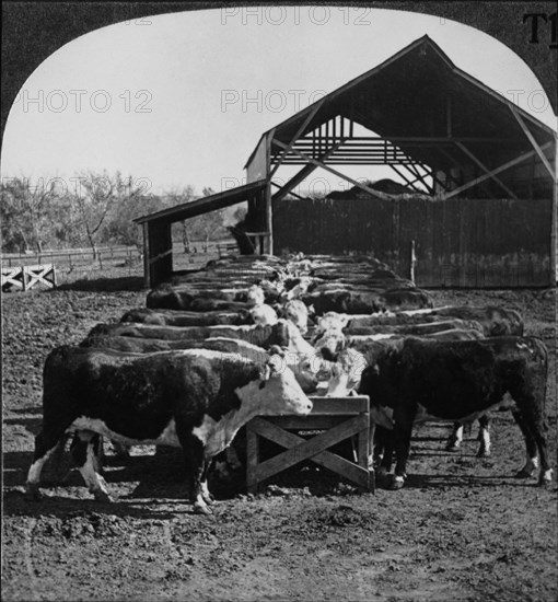 Hereford Cattle at Feeding Pens, Manhattan, Kansas, USA, Single Image of Stereo Card, circa 1920