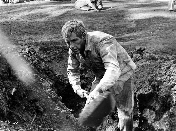 Paul Newman on-set of the Film, "Cool Hand  Luke", 1967