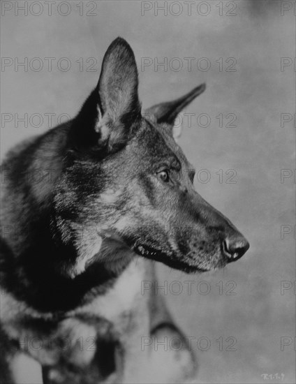 Rin-Tin-Tin (1918-1932), Male German Shepherd Canine Film Star, Portrait