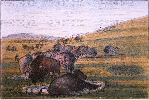 Bison, No. 2 of 10, Colored Drawing, George Catlin, 1832