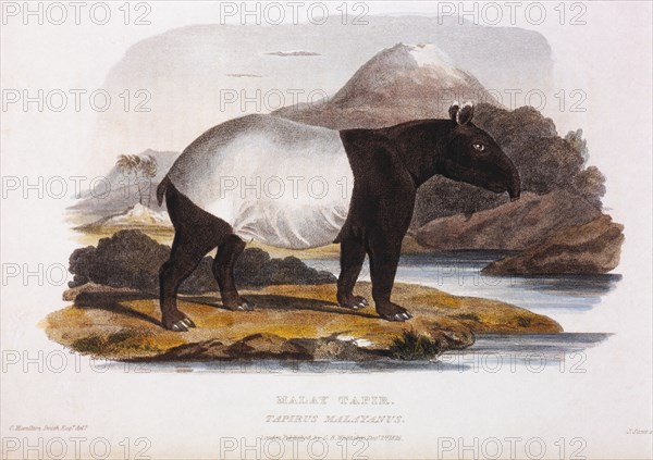 Malay Tapir, Tapirus Malayanus, Hand-Colored Engraving from Original by Baron Cuvier, 1825