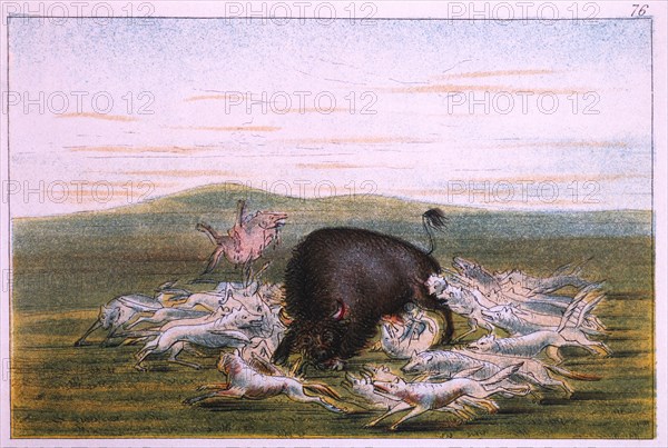 White Wolves Attacking a Buffalo Bull, George Catlin, Colored Drawing, 1831-32