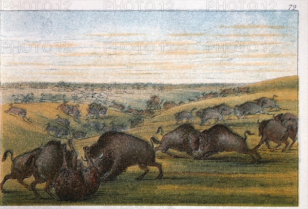 Bison, No. 1 of 10, Colored Drawing, George Catlin, 1832