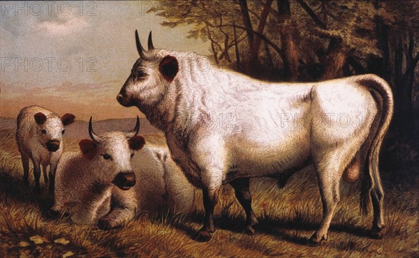 Chillingham Cattle, Chromolithograph, 1898