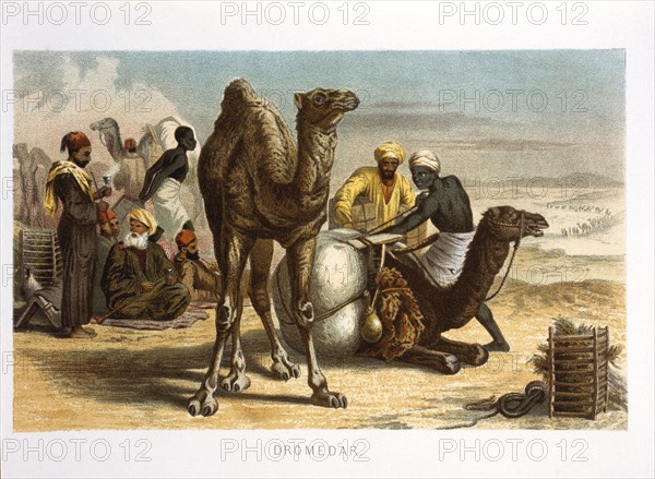 Dromedaries, Camelus dromedarius, Chromolithograph, 1898