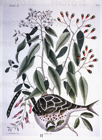 Sassafras and Globe Fish, Mark Catesby, "The Natural History of Carolina, Florida and the Bahama Islands", 1731-1743