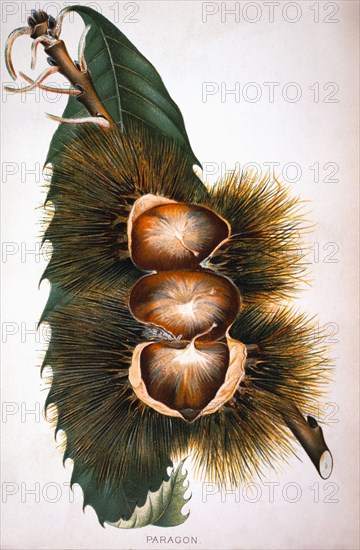 Paragon Chestnuts, Lithograph, 1889