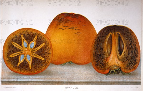 Hyakume Persimmons, Lithograph, 1889