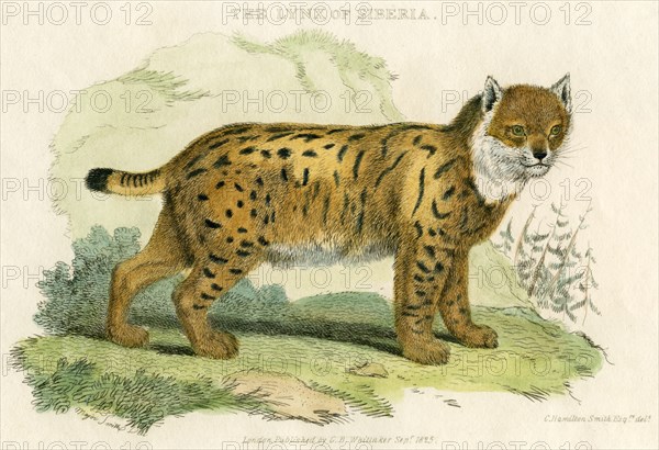 Lynx of Siberia, Hand-Colored Engraving, 1825