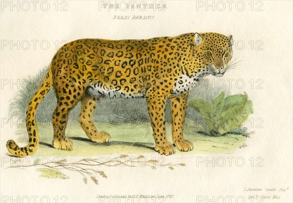 The Panther, Small or Common Variety, Hand-Colored Engraving, 1825