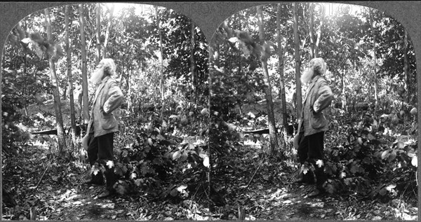 John Burroughs (1837-1921), American Naturalist, Active in U.S. Conservation Movement, Portrait in Woods, Stereo Card, circa 1910