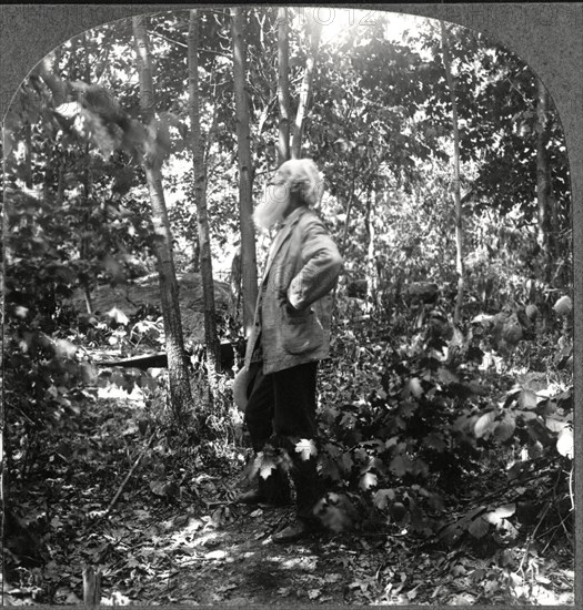 John Burroughs (1837-1921), American Naturalist, Active in U.S. Conservation Movement, Portrait in Woods, Single Image of Stereo Card, circa 1910