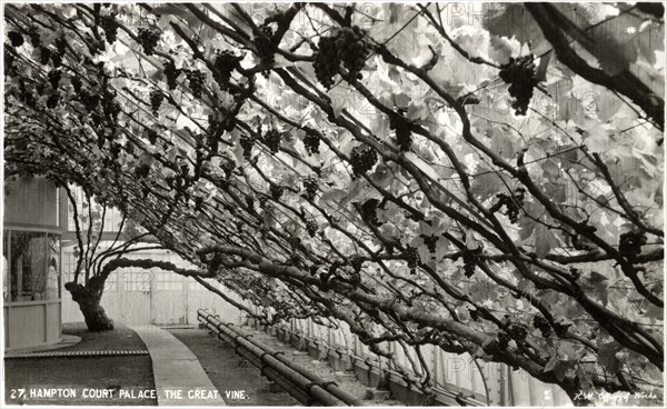 Hampton Court Place, The Great Vine, Richmond, Surrey, England, Postcard circa 1905