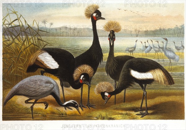 Maiden and Peacock Cranes, Chromolithograph, circa 1898