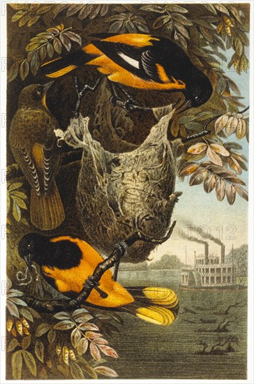 Baltimore Orioles, Chromolithograph, circa 1898