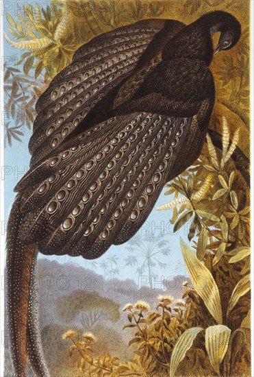 Argus Pheasant, Chromolithograph, circa 1898