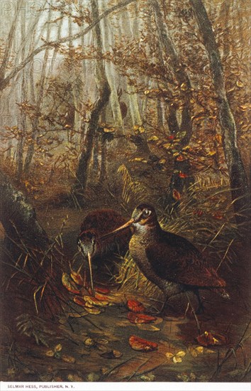 Woodcocks, Chromolithograph, circa 1885