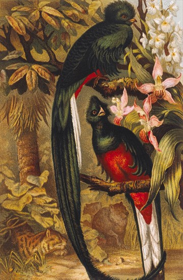 Resplendent Trogons, Chromolithograph, circa 1885