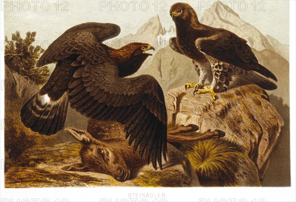 Stone Eagles, Chromolithograph, circa 1898