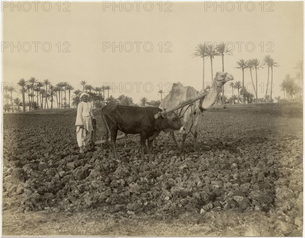 Man with Camel and Ox in Field, “Chameau Laboureur", Egypt, Albumen Print, circa 1880