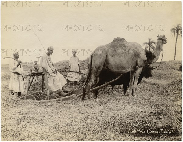Group of Men with Camel and Ox in Field, “Hache-Paille" Chameau et Bufle), Egypt, Albumen Print, circa 1880