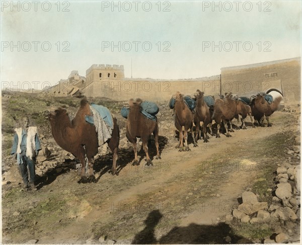 Camel Caravan Passing Great Wall, Badaling, China, circa 1930
