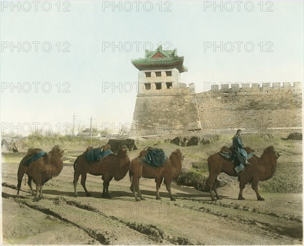 Camel Caravan at City Wall, Beijing, China, circa 1930