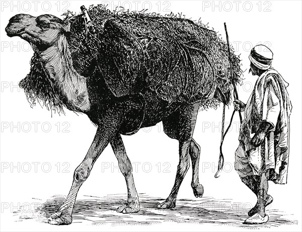 Herder and Camel with Halfa Grass, Algeria, Africa, "Classical Portfolio of Primitive Carriers", by Marshall M. Kirman, World Railway Publ. Co., Illustration, 1895