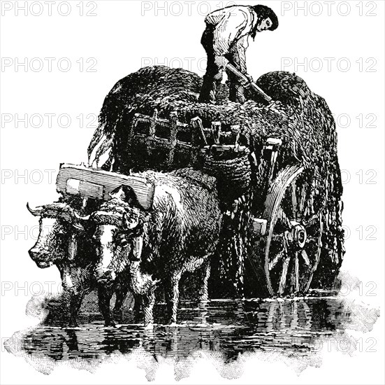 Man Loading Seaweed onto Ox-Cart, Channel Islands, British Isles, "Classical Portfolio of Primitive Carriers", by Marshall M. Kirman, World Railway Publ. Co., Illustration, 1895