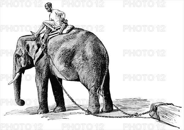 Elephant Pulling Timber, Rangoon, Burma, "Classical Portfolio of Primitive Carriers", by Marshall M. Kirman, World Railway Publ. Co., Illustration, 1895