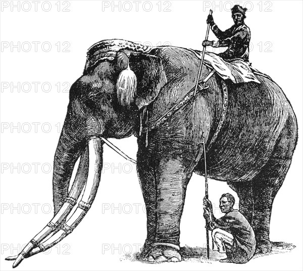 Elephant, belonging to King of Siam, Has Same Title and Privileges as Nobleman of Fifth Rank, "Classical Portfolio of Primitive Carriers", by Marshall M. Kirman, World Railway Publ. Co., Illustration, 1895