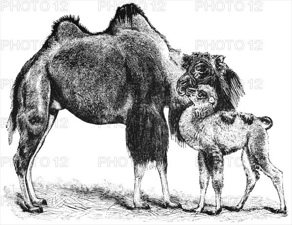 Bactrian Camel and Calf, "Classical Portfolio of Primitive Carriers", by Marshall M. Kirman, World Railway Publ. Co., Illustration, 1895