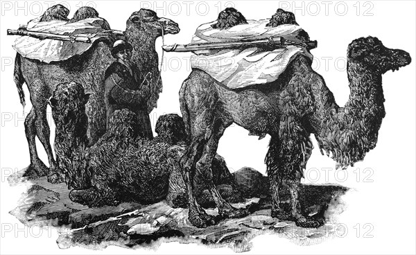 Bactrian Camels, Central Asia, "Classical Portfolio of Primitive Carriers", by Marshall M. Kirman, World Railway Publ. Co., Illustration, 1895