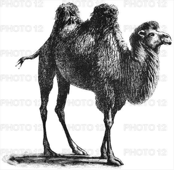 Bactrian Camel, Central Asia, "Classical Portfolio of Primitive Carriers", by Marshall M. Kirman, World Railway Publ. Co., Illustration, 1895