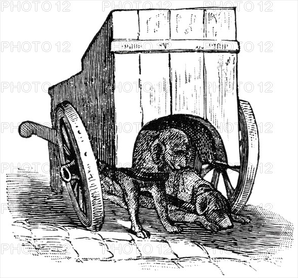 Two Dogs with Wooden Cart, Holland, "Classical Portfolio of Primitive Carriers", by Marshall M. Kirman, World Railway Publ. Co., Illustration, 1895