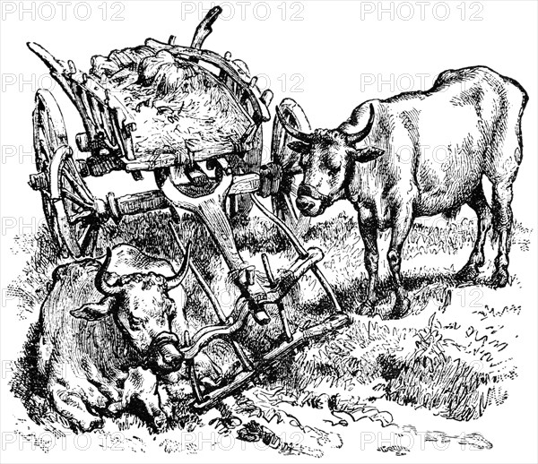 Cart and Oxen, Serbia, "Classical Portfolio of Primitive Carriers", by Marshall M. Kirman, World Railway Publ. Co., Illustration, 1895