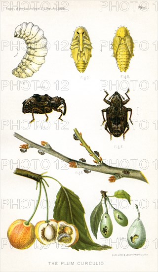 The Plum Curculio, Report of the Commissioner of Agriculture, US Dept of Agriculture, Illustration,  1888