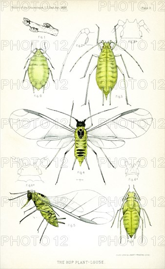 The Hop Plant Louse, Plate II, Report of the Commissioner of Agriculture, US Dept of Agriculture, Illustration,  1888