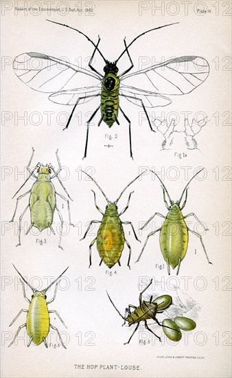 The Hop Plant Louse, Plate IV, Report of the Commissioner of Agriculture, US Dept of Agriculture, Illustration,  1888