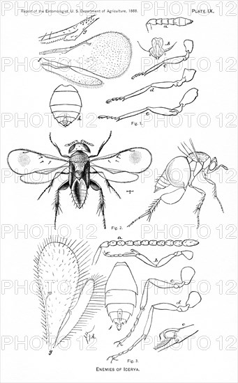 Enemies of Icerya, Plate IX, Report of the Commissioner of Agriculture, US Dept of Agriculture, Illustration,  1888