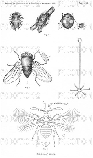 Enemies of Icerya, Plate XI, Report of the Commissioner of Agriculture, US Dept of Agriculture, Illustration,  1888