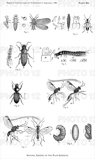 Natural Enemies of the Plum Curculio, Report of the Commissioner of Agriculture, US Dept of Agriculture, Illustration,  1888
