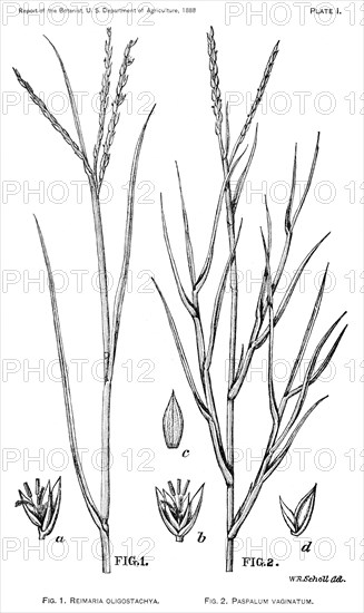 Grasses and Weeds, Reimaria oligostachya & Paspalum vaginatum, Report of the Commissioner of Agriculture, US Dept of Agriculture, Illustration,  1888