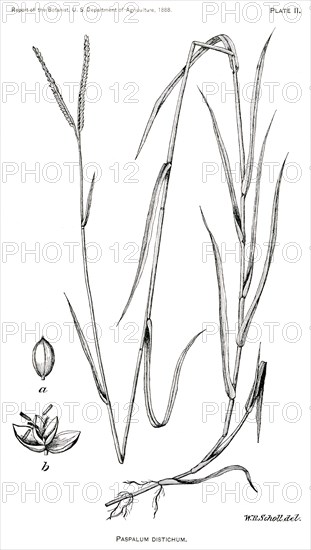 Grasses and Weeds, Paspalum Distichum, Report of the Commissioner of Agriculture, US Dept of Agriculture, Illustration,  1888